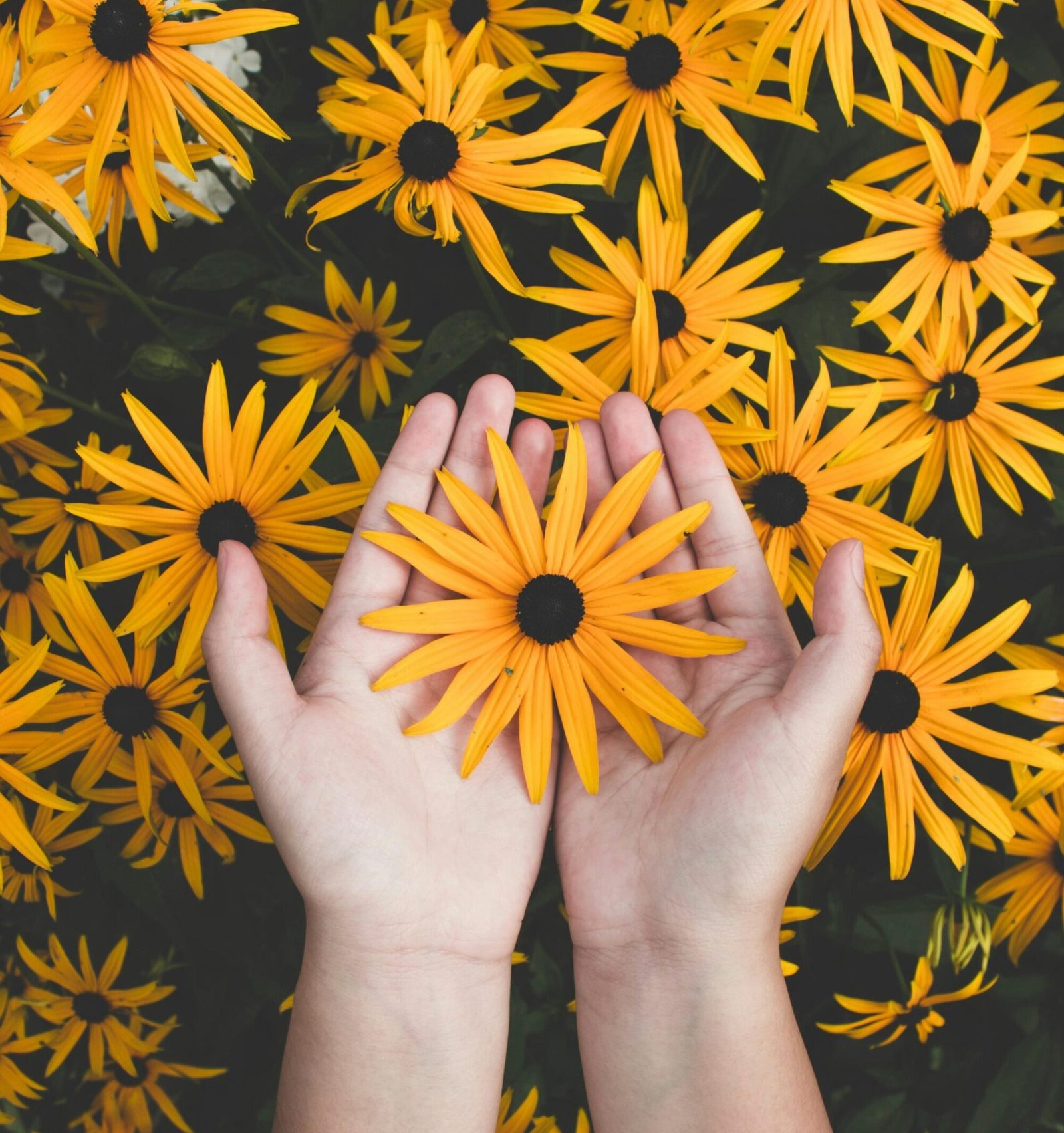 Person Holding Yellow Black-eyed Susan Flowers in Bloom